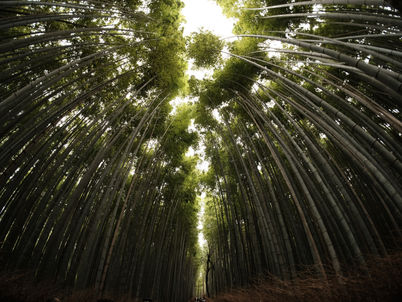 Debunking Bamboo Myths