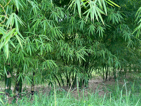 Rhizomatic Growth of Woody Bamboo
