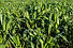 un-campo-de-maiz-con-una-hoja-verde.jpg