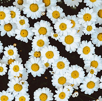 Daisies