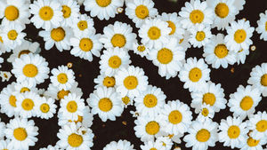 Mother's Day for Foster Mums