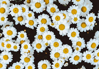 Daisies