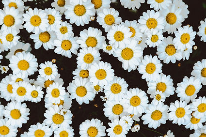 marguerites
