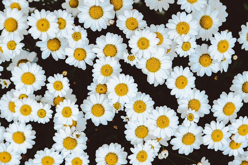 White Daisies Closeup