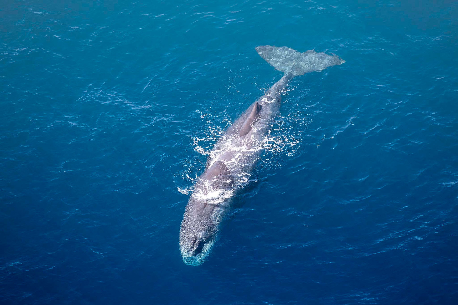 Wings Over Whales flight