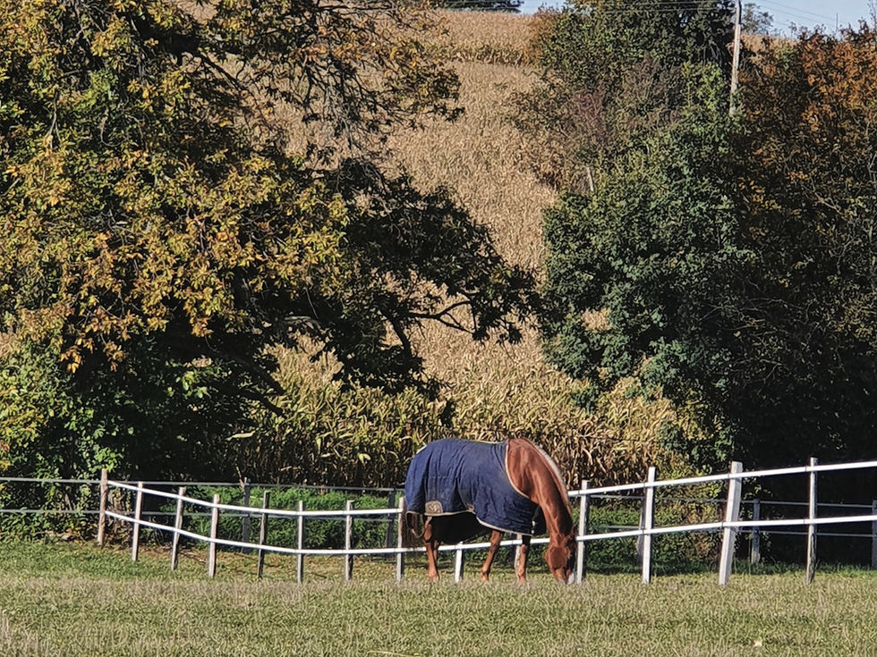 cheval au paddock