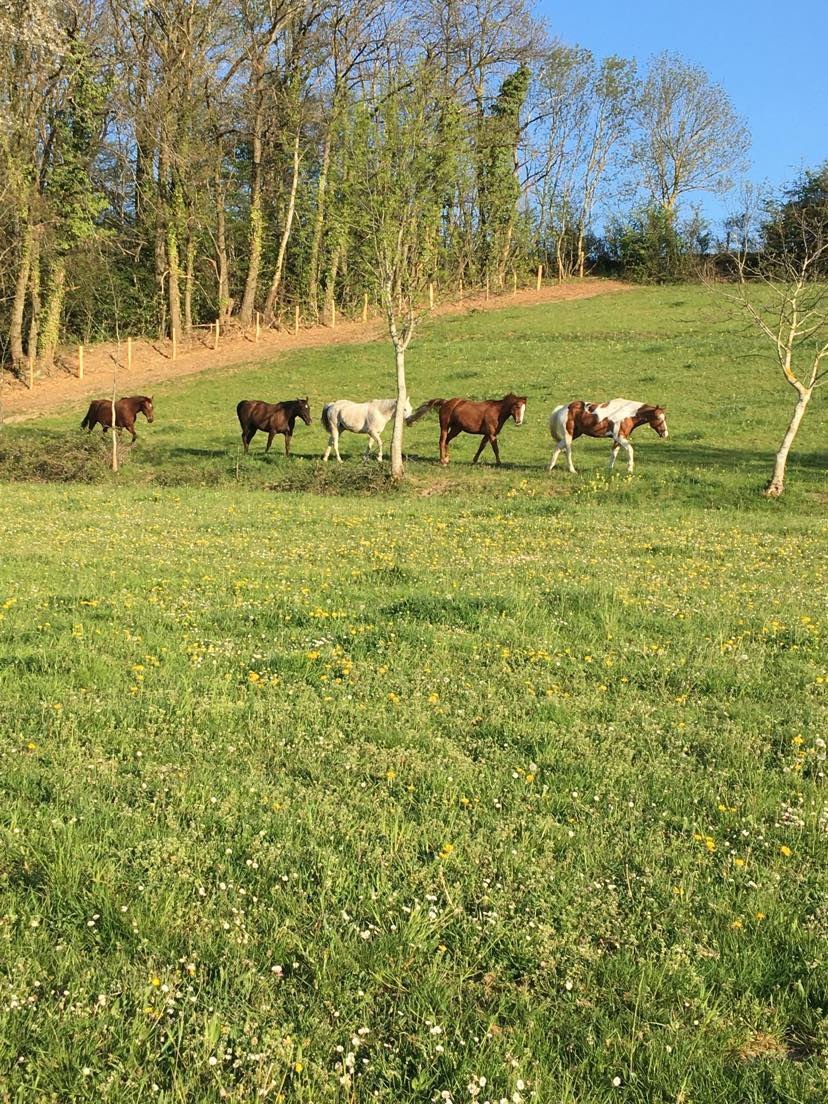 chevaux au pré