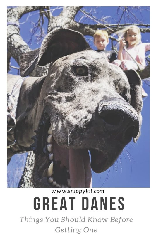 Great Danes are beautiful, gentle giants. They make some of the best family dogs, but there are a few things you need to know about before getting one. Check out these tips on owning a Great Dane.