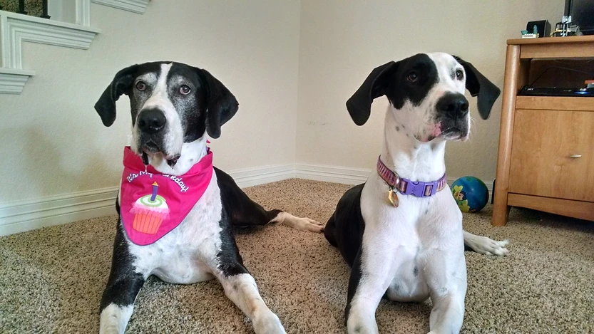 Great Danes are beautiful, gentle giants. They make some of the best family dogs, but there are a few things you need to know about before getting one. Check out these tips on owning a Great Dane.