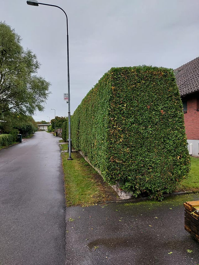 Välklippt häck