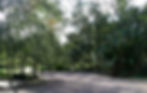 Treed Driveway