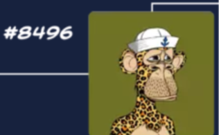 APE MADNESS: Cheetah Fur Ape Concedes Rather Than Compete Against A Fellow Cheetah Gang Member