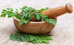 Moringa Oleifera Leaves