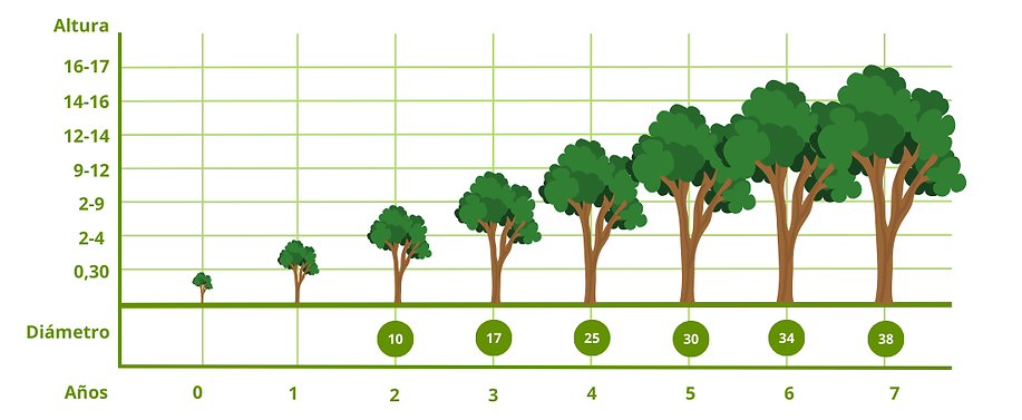 Esquema crecimiento de la Paulownia