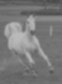 123246653_1745286218985729_6380079731822548070_n_edited_edited_edited.jpg