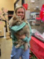Calico longhair adoption