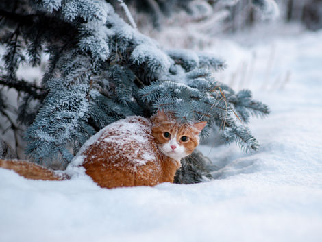 Winter-Proofing Tips for Outdoor Cats