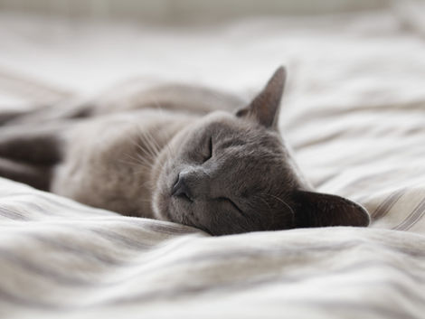 Cats with Special Needs, Special Hearts: Why They Deserve a Place in Yours