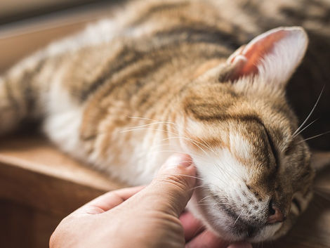 The Science Behind a Cat’s Purr (And Why It’s Good for You!)