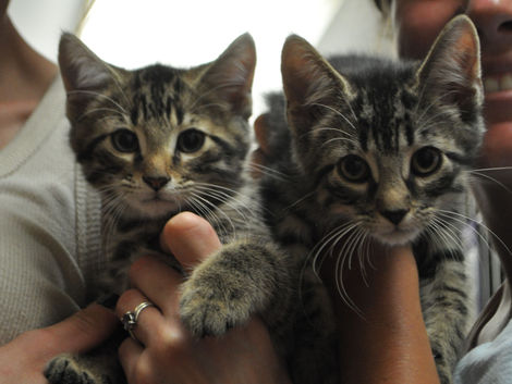 The Impact of Donations: What Your Support Provides for the Cats