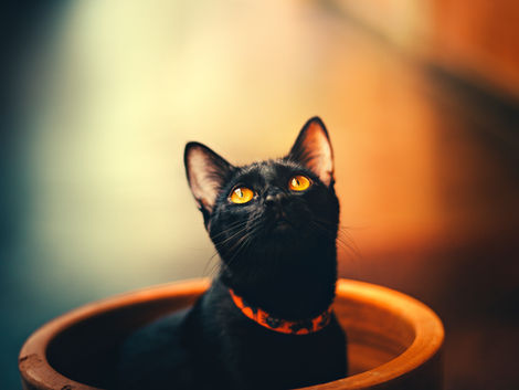 Double the Love: Why You Should Consider Adopting a Pair