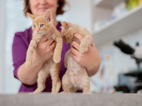 10 Reasons Why Adopting a Cat is the Best Decision You'll Ever Make