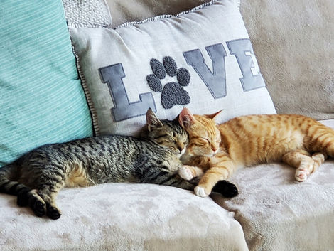 Caring for Senior Cats: Tips and Tricks