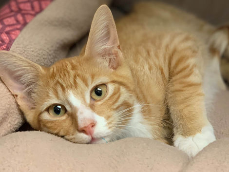 The Ultimate Guide to Adopting a Rescue Cat: What to Expect and How to Prepare