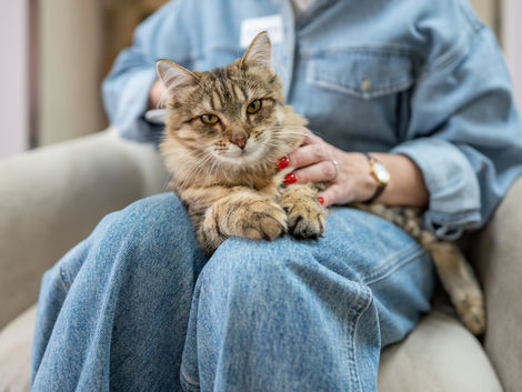 Why Senior Cats Make the Best Companions