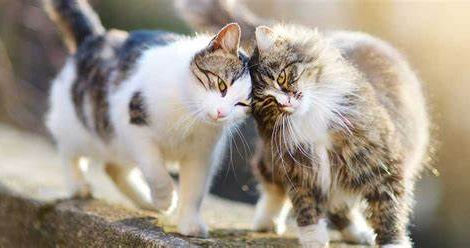 Why Community Cats Matter: The Truth About TNR (Trap-Neuter-Return)