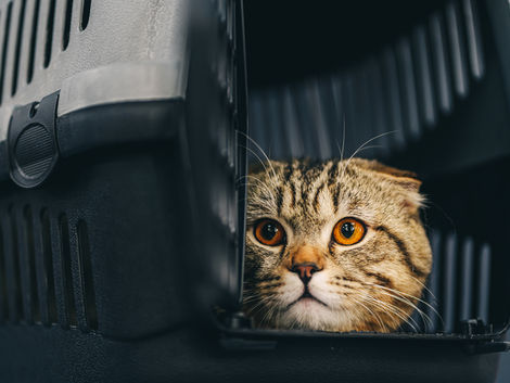 Traveling with Cats: Tips for Stress-Free Trips with Your Feline Friend