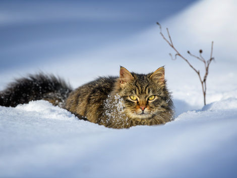 Preparing Your Cat for Winter Weather: Essential Tips for a Cozy Season