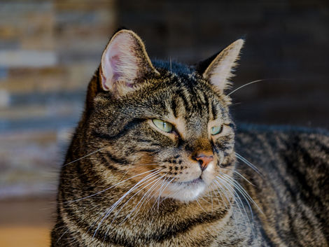The Special Care Needs of Senior Cats and How We Meet Them