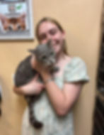 Tabby cat adoption