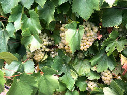 Chardonnay almost ready for harvest