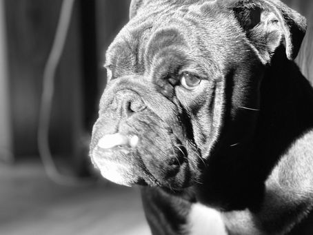 "HÁZET PERLY SVINÍM"