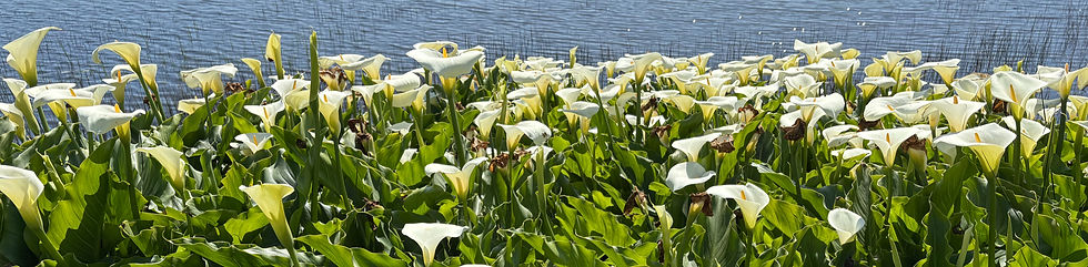 Cow lillies_edited_edited.jpg