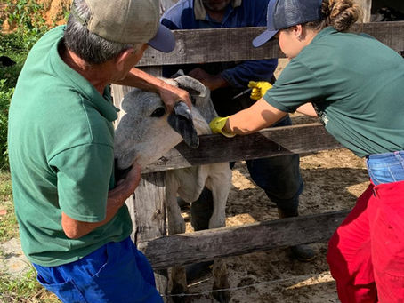 Secretaria de Desenvolvimento Rural de Barra Mansa intensifica vacinação contra brucelose