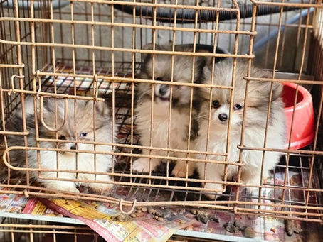 Comissão da ALERJ resgata 47 cães vítimas de maus-tratos em canil clandestino