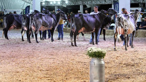 Secretaria de Desenvolvimento Rural e Sebrae impulsionam melhoramento genético em Barra Mansa