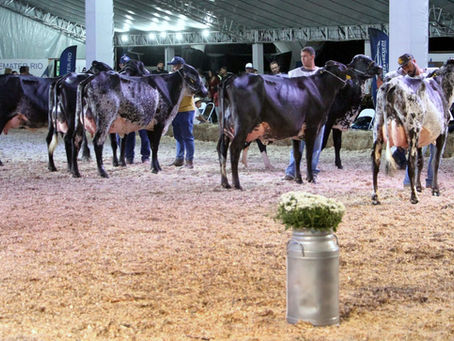 Secretaria de Desenvolvimento Rural e Sebrae impulsionam melhoramento genético em Barra Mansa