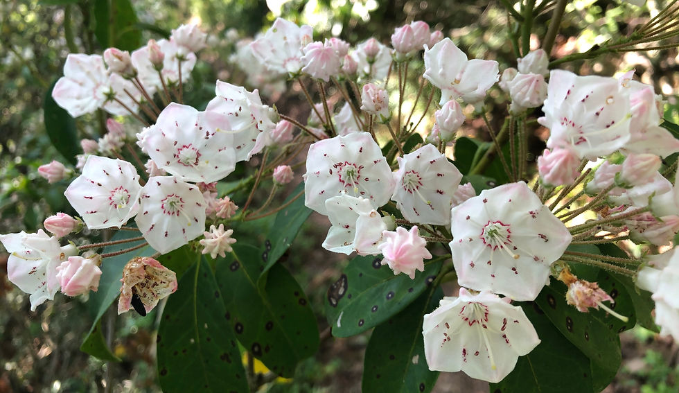 WoW Hike at Bear Hill, Middletown - 6/10/23