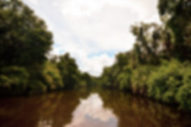 manatee riv.jpeg