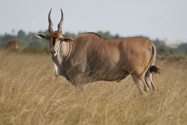ree