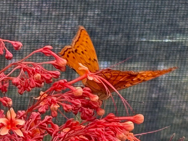 ree