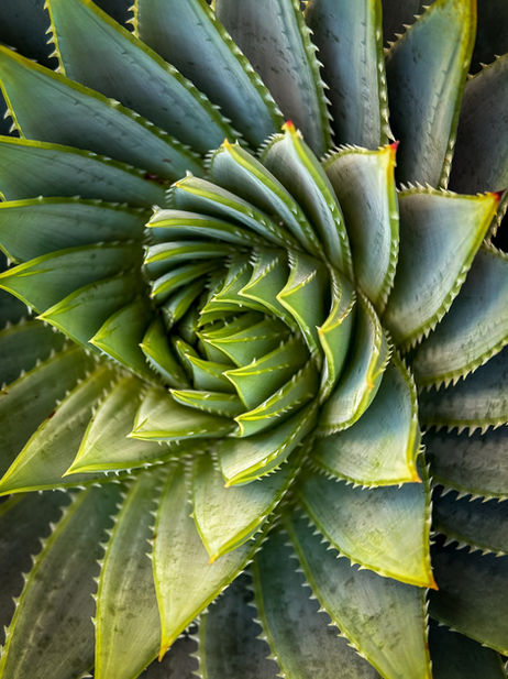 Cactus Landscaping courtyard with pool project Sutherland Shire