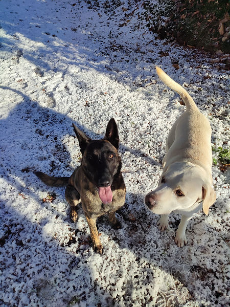 dresseur-de-chien-bain-de-bretagne