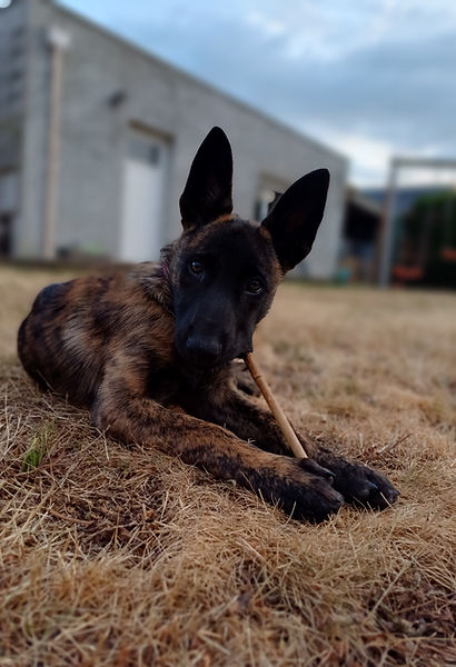 chiot-laga'dog-éducation-canine-positive-canine