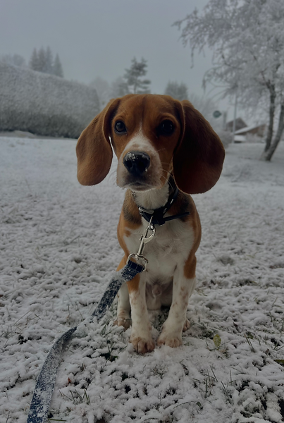 comportementaliste-canin-bain-de-bretagne-rennes