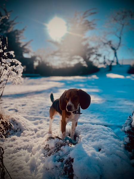 educateur-canin-35000